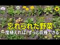 雑草のように育つ、忘れられた野菜20選 ― 手間いらずの庭の宝! 自ら育ち、自ら生き、自ら実る ― 最も栄養豊富な野菜たち
