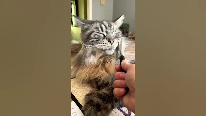 Watch the video about Big Cat Cancels Grooming Session 😲