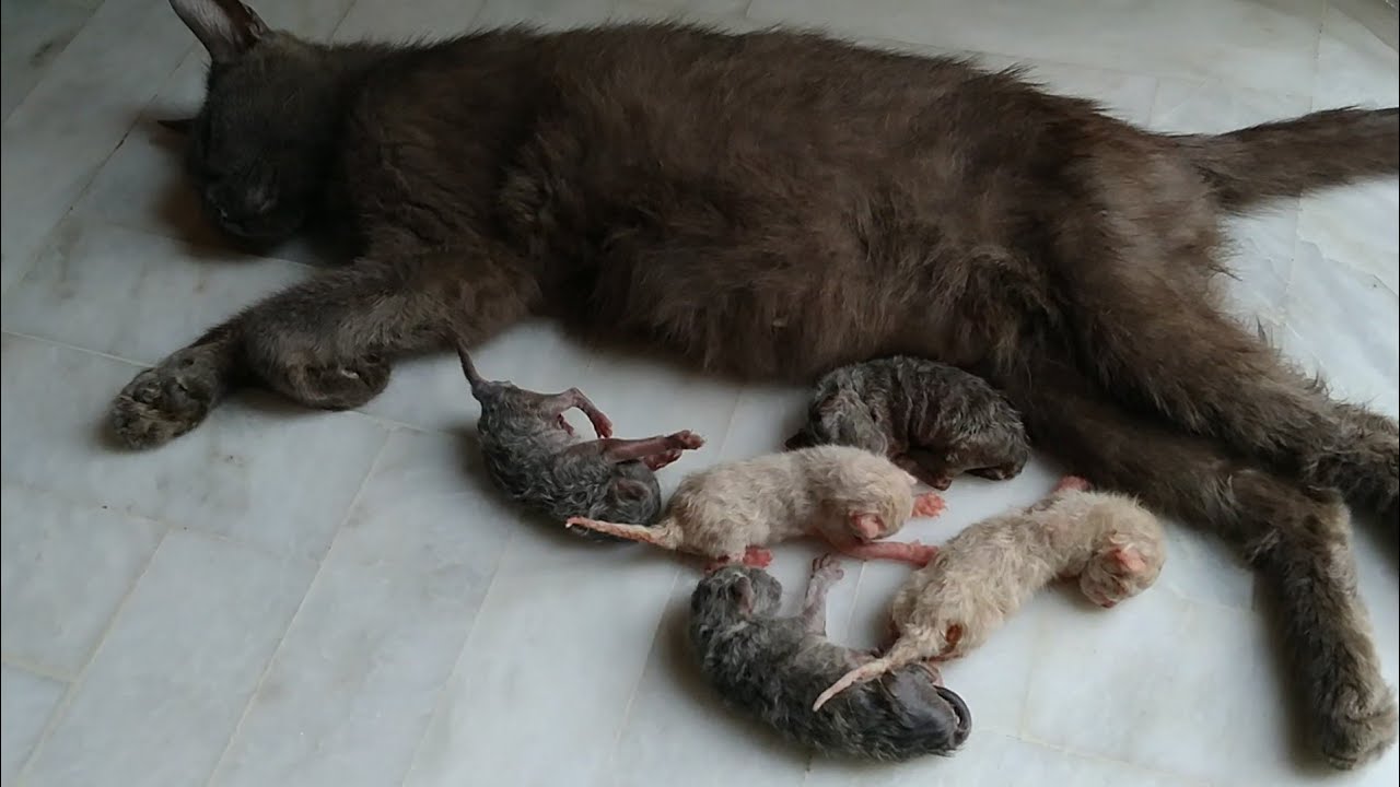 Mother Cat Ignoring Kittens And Kittens Can't Drink Milk At It's Own - 1 Kitten Born With Open Eye