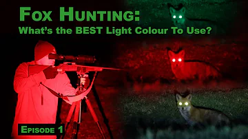 What's the BEST Light Colour for Fox Hunting?