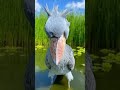 The Hidden Language of the Shoebill Stork: A Ritual Unveiled