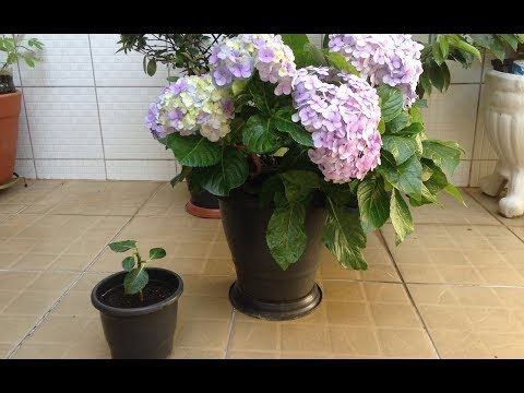 Vídeo: Propagação de hortênsias: métodos básicos