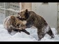 Ähtärin eläintarha: Painivat karhut