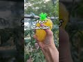 Fruit Squishys Toy——Useless But Funny