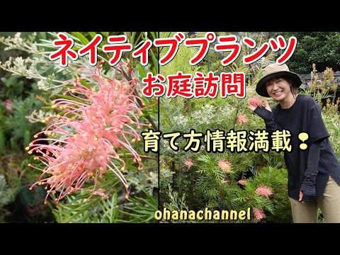 ヘアピンバンクシア　ネイティブプランツ　苗　ドライガーデン ヘアピンバンクシア #バンクシアスピヌロサ #オージープランツ