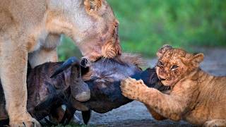 Killers in the Making: How Apex Predators Are Made