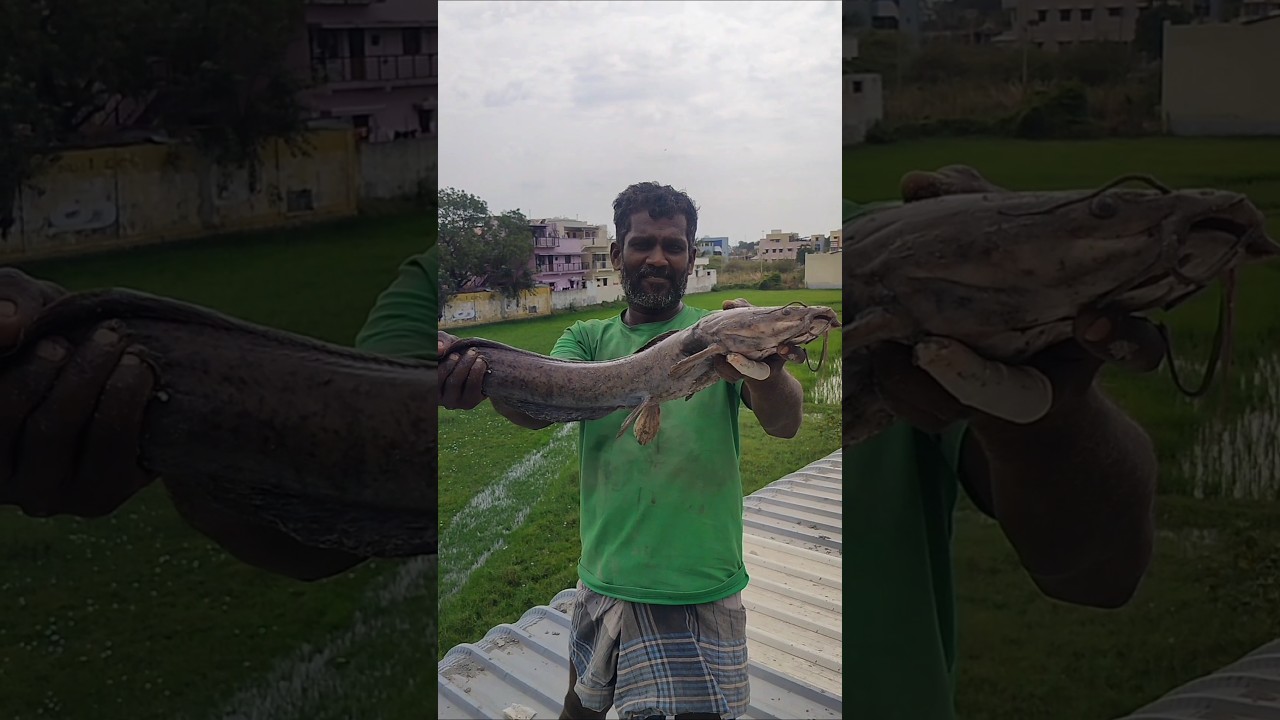 💥🐠அனகோண்டா தேளி மீன் suresh vlog 🐠🐠 catfish# Big size cat fish # 🐠🐠