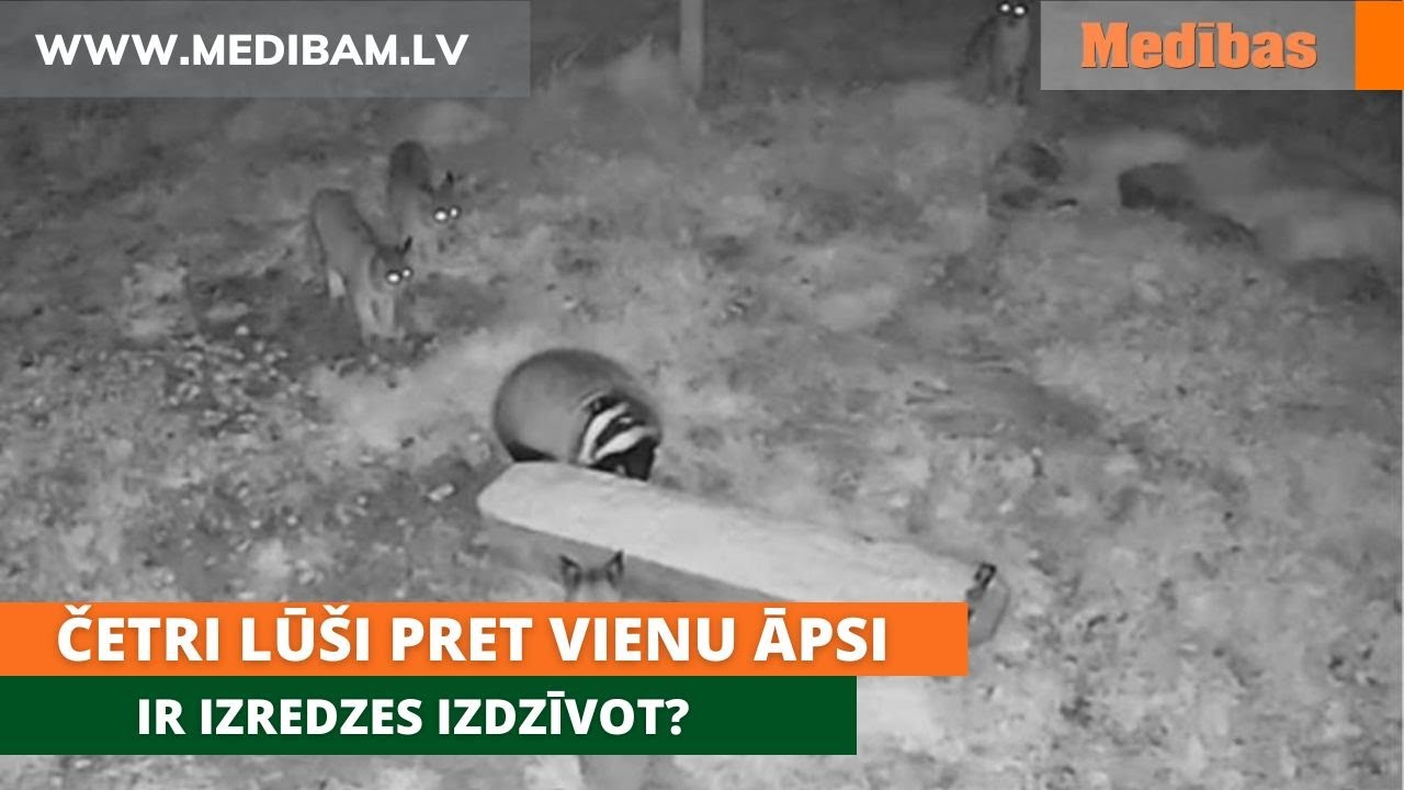 Četri lūši pret vienu āpsi. Ir izredzes izdzīvot?