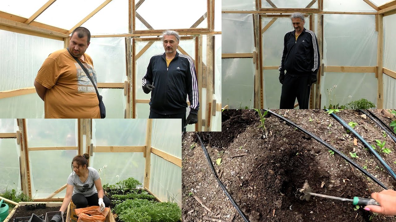 Katastrofa u plasteniku – rovac napravio haos