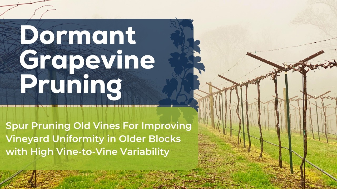 Spur Pruning Old Vines for Improving Uniformity in Older Blocks with High Vine-to-Vine Variability.