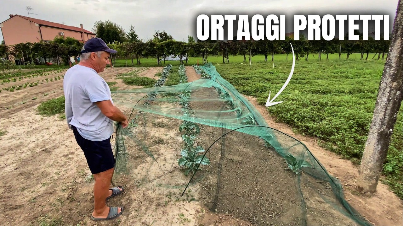 Cavolfiori, Broccoli e Verze: TRATTAMENTI e PROTEZIONI dopo il trapianto in orto!
