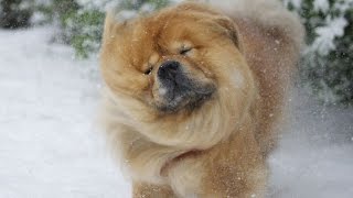 Chow Chow Dog Enjoys Snow For The First Time