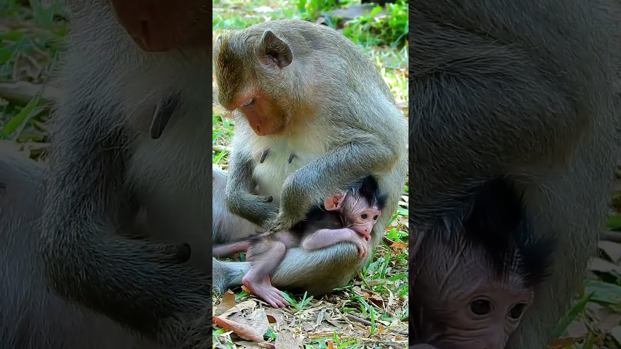 Best clip of Julina mum grooming newborn well, Lovely monkey Julina 