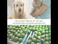 Surprising facts about avocados