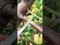 Tree grafting method | Método de injerto de árboles | 果樹の接ぎ木 #grafting #plants #injerto #plantas