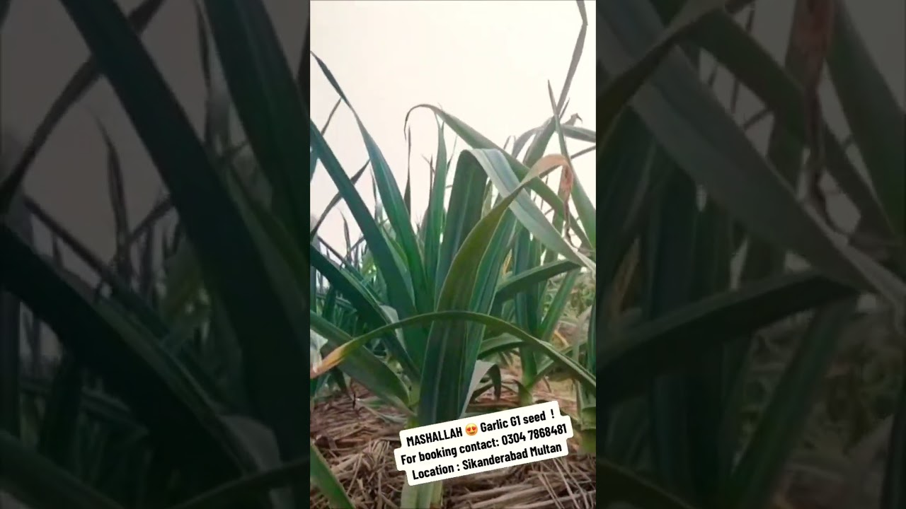 GArlic G1 seed 2023 availability for booking  