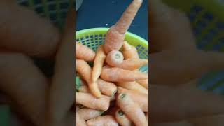 Carrot 