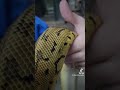 Proxima Reptilis 0.1 Leopard Pinstripe Pastel. Three simple morphs, but so beautiful!