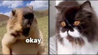 Best Animal Voiceovers - Ep. 78 (NEW)