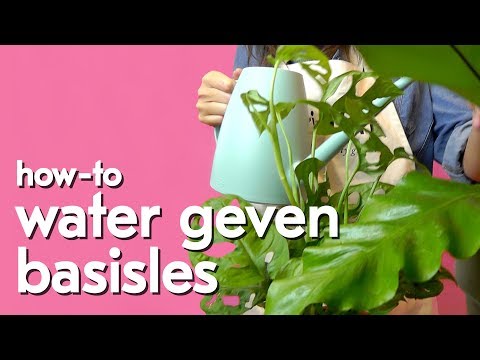 Video: Kamerplanten Water Geven - Wat Moet Je Weten?
