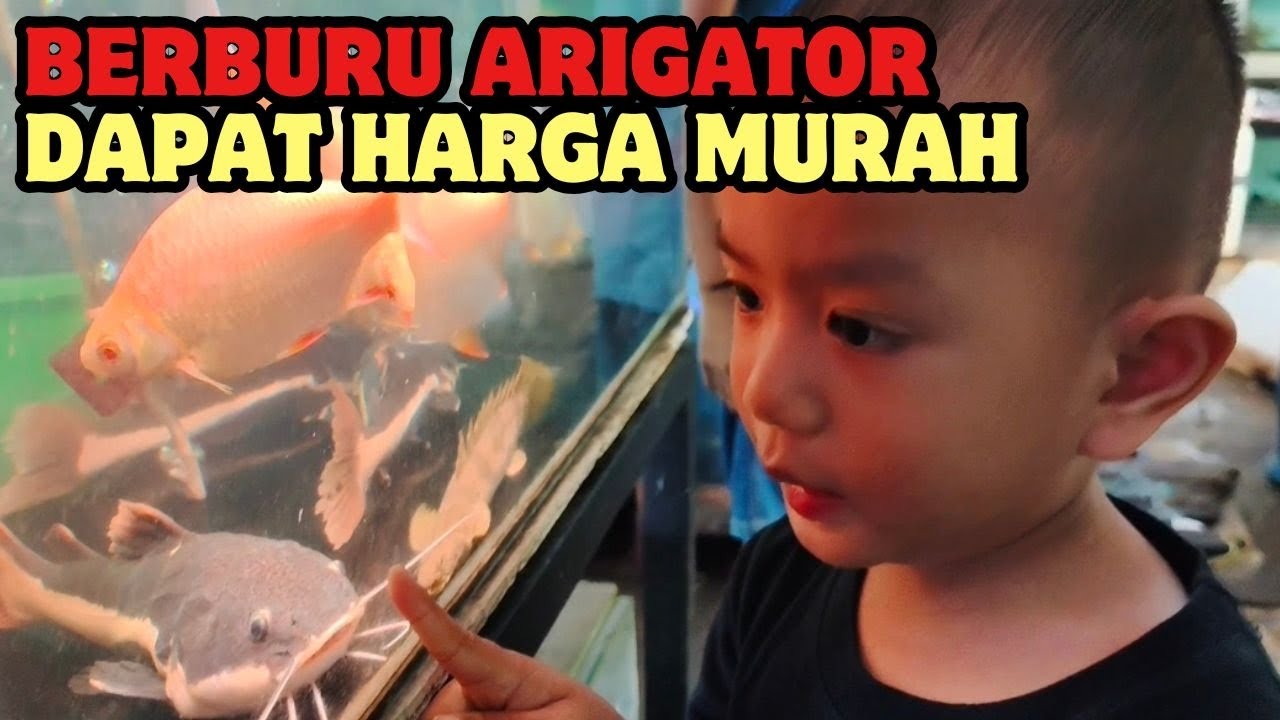 🔴BERBURU IKAN ARIGATOR HARGA MURAH DI PASAR IKAN JATINEGARA
