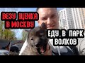 Еду в Питер в парк волков. Везу щенка жениха Тайги в Москву.