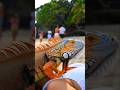 huge iguana #animals #reptile #iguana #world #virals #fyp