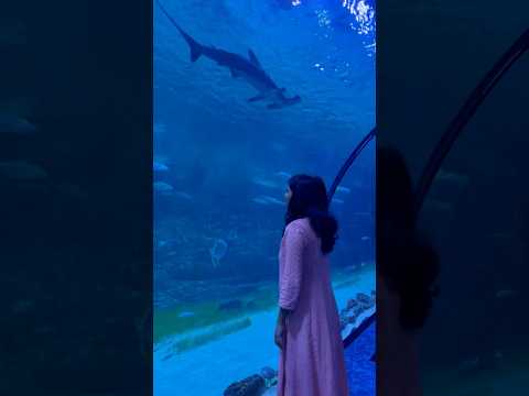 The national aquarium #dubai #aquarium #shorts #explore #fish #nationalaquarium