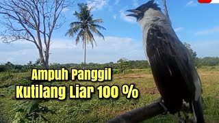 suara pikat kutilang ampuh 100%bikin kutilang liar emosi || Cocok untuk panggilan dan Masteran...!!!