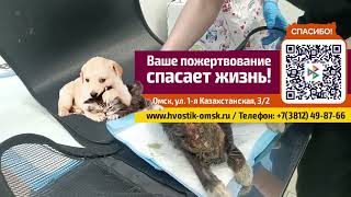Коту, которому обожгли голову, простые русские люди собрали деньги на операцию, её провели.