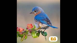 Bekabillah makamları!