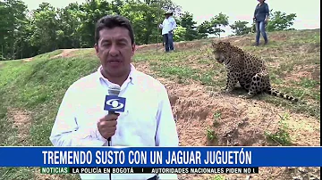 Tremendo susto: un jaguar juguetón puso en aprietos a este corresponsal - 28 de diciembre de 2015