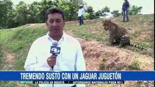 Tremendo Susto Un Jaguar Juguetón Puso En Aprietos A Este Corresponsal - 28 De Diciembre De 2015