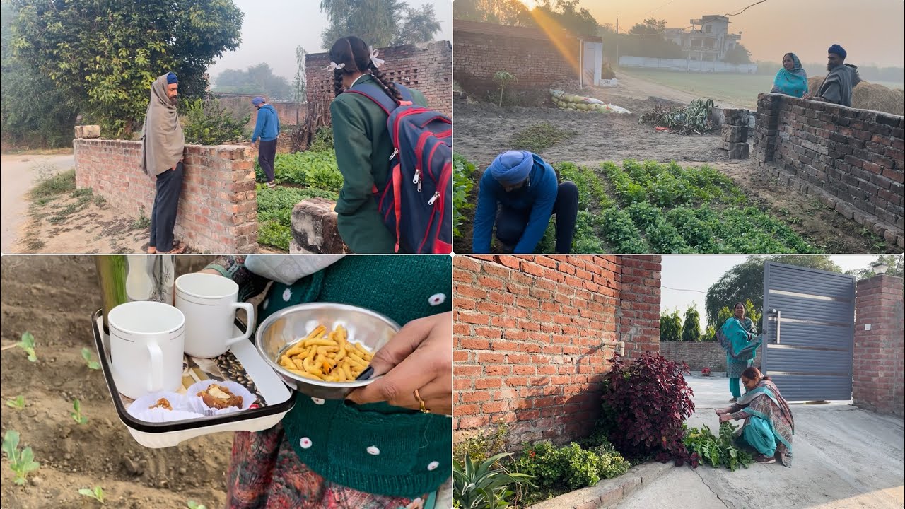 ਸਾਰਿਆਂ ਲਈ ਗੋਭੀ ਦੀ ਪਨੀਰੀ ਲਗਾ ਦਿੱਤੀ 🤗 sareya lai gobi di paniri lga diti 