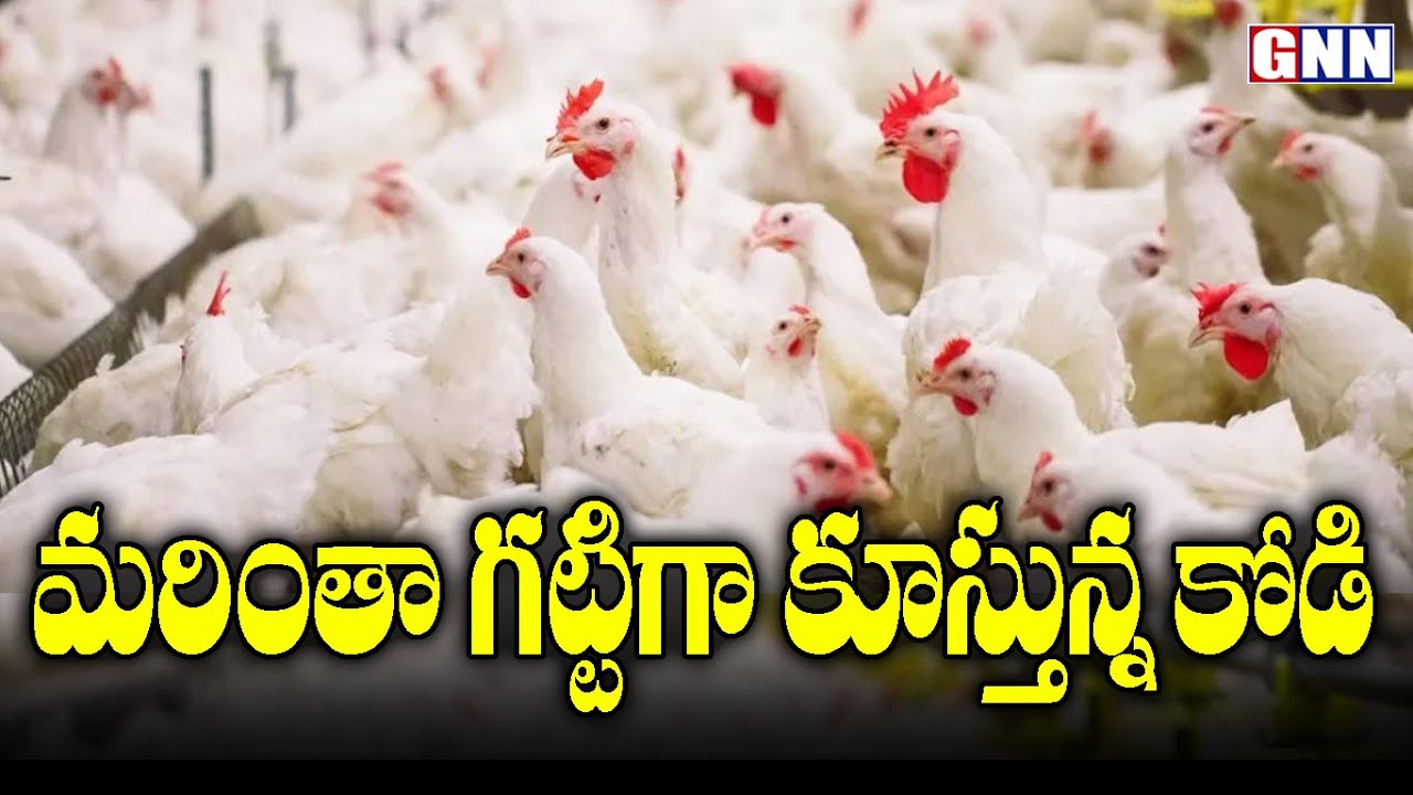 Broiler Chicken Prices up Due to Huge Demand For NonVeg? Chicken