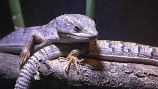 トニーラマ　リザード蜥蜴　8インチ　26.0 Southern alligator lizard (IZoo, Shizuoka, Japan) March 17, 2018