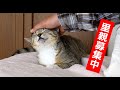 【里親募集】撫でられる気持ち良さに目覚めるソックス姫だが、団子隊員には相変わらずウザがらみ・・・【魚くれくれ野良猫製作製作委員会】