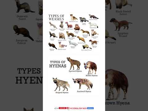 Types Of Hyenas Viral Shorts Animal