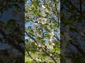 🌸🌸🌸 #sakura #tokyo #сакуравяпонии