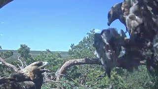 Kaljukotkas Golden Eagle~Kalju brings a huge bird prey~1:43 p.m. 2024/05/11