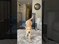 Puppy vs adult dog jump challenge #goldenretriever #dog