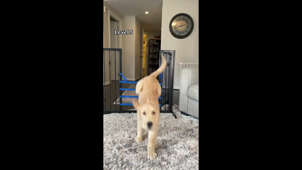 Puppy Vs Adult Dog Jump Challenge Goldenretriever