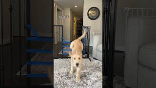 Puppy vs adult dog jump challenge #goldenretriever #dog