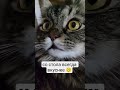 #кот #котик #котики #мем #прикол #ржака #смех #юмор #мяу #грусть #кошка #cat #funny #красота #еда