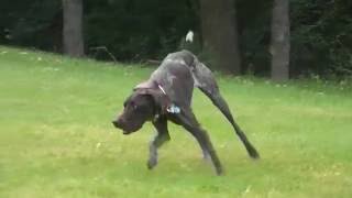 German Shorthaired Pointer stalking & chasing a rabbit