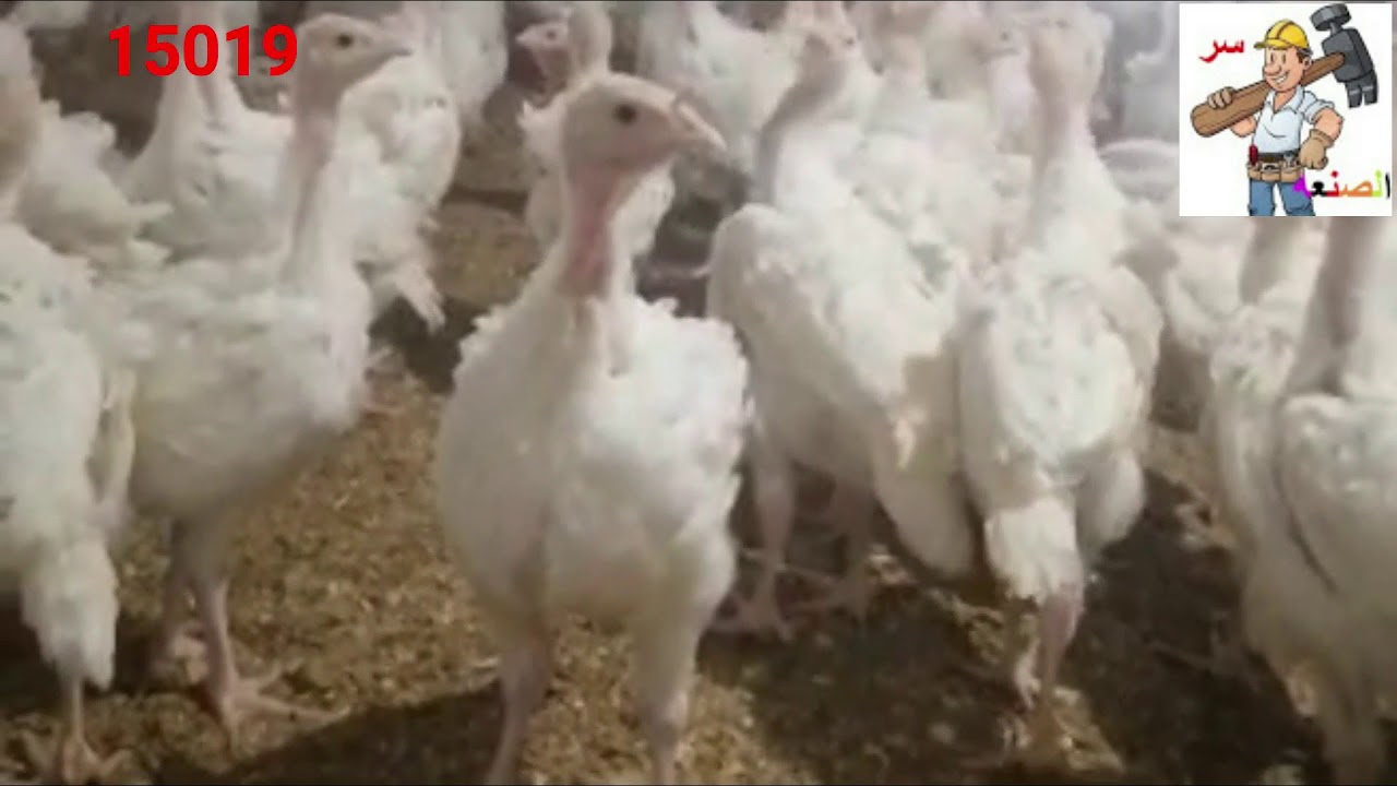 الإسهال الأسود والأسباب الحقيقيه له وكيفيه معرفه سببه