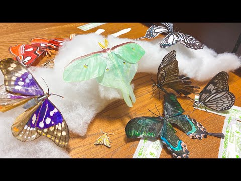 Is this a butterfly convention???
