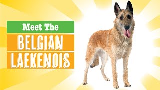 Belgian Laekenois Dog Breed