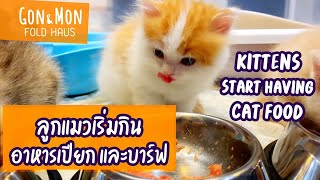 ลูกแมวเริ่มกินอาหารเปียกและบาร์ฟ : Kittens start having cat foods