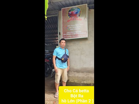 Video Cho Cá betta Bột Ra hồ Lớn (Phần 2 ) - youtube